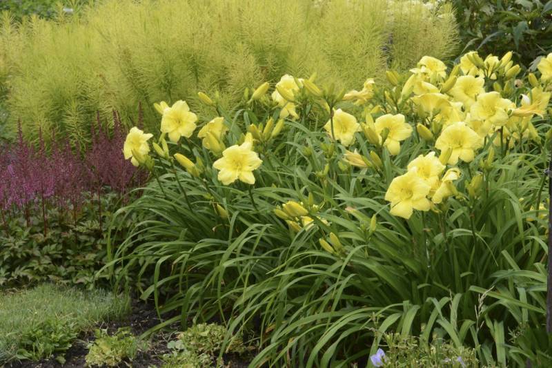 Rainbow Rhythm Going Bananas - 1 Gallon - Perennial Plants | ToGoGarden