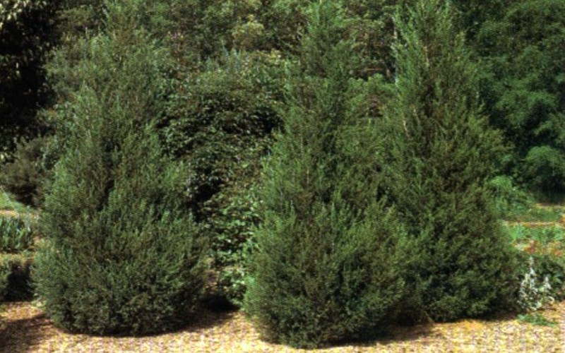 Hetzi Columnar Juniper 1 Gallon Shrub, Tree, Coniferous Junipers