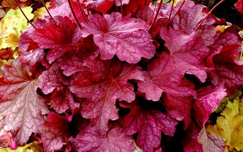 Heuchera Georgia Plum - 8 Count Flat of Quart Pots - Herb, Perennial