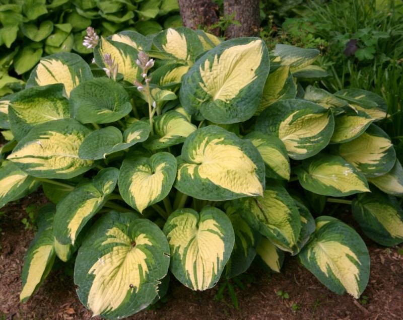 Great Expectations Hosta Lily Photo 1
