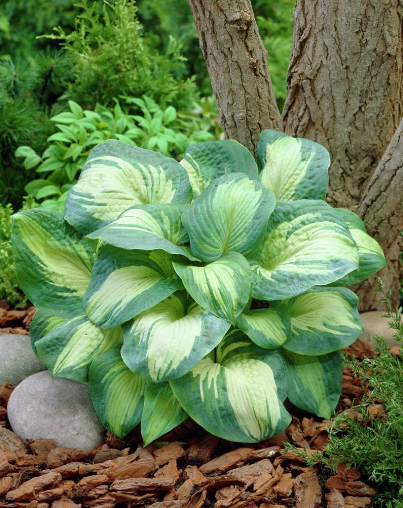 Great Expectations Hosta Lily Photo 2