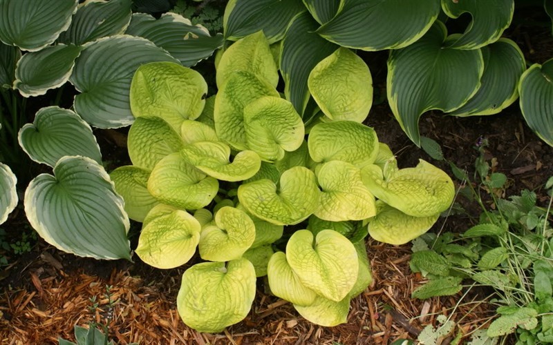 Images of hosta maui buttercups Images of hosta maui buttercups