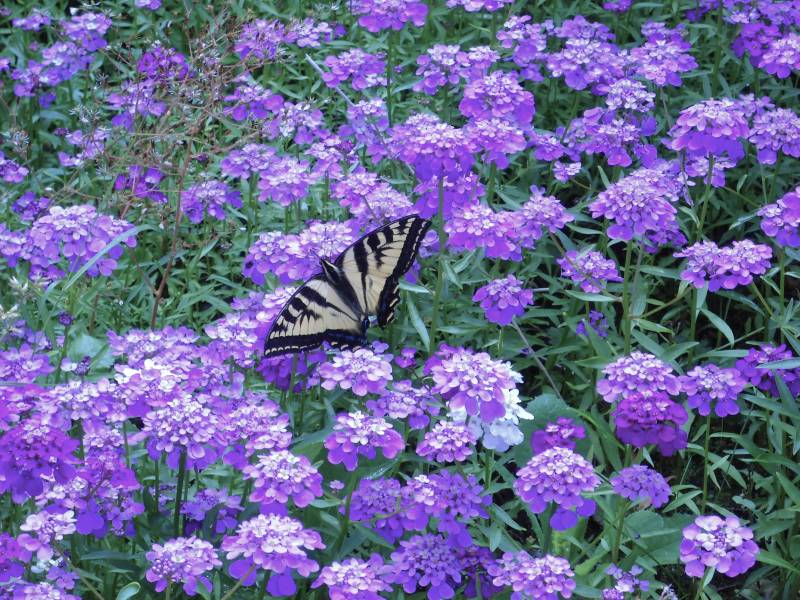 Lavish Candytuft - 8 Count Flat of Quart Pots - Perennial Plants | ToGoGarden