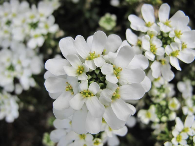 Snowsation Candytuft - 12 Count Flat of Pint Pots - Perennial Plants | ToGoGarden