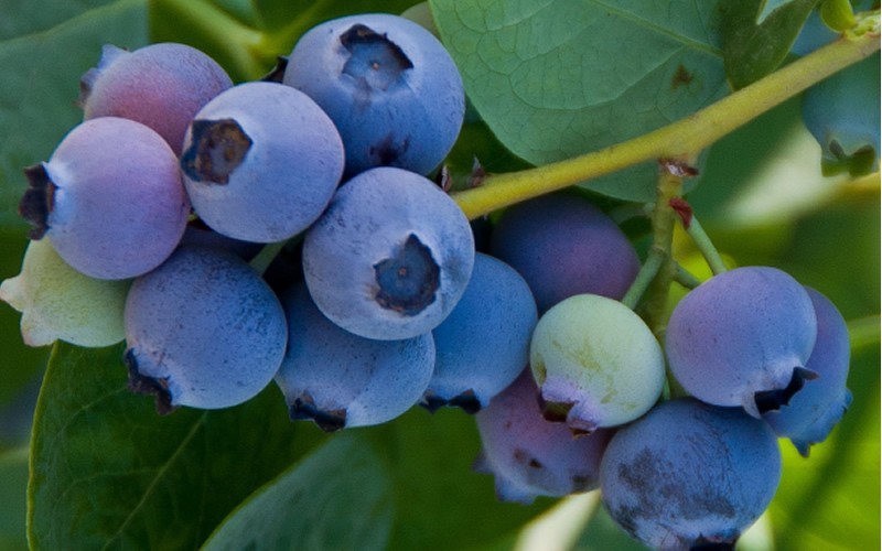 Jubilee Southern Highbush Blueberry 1 Gallon Shrub, Fruit Blueberry Bushes Southern Highbush