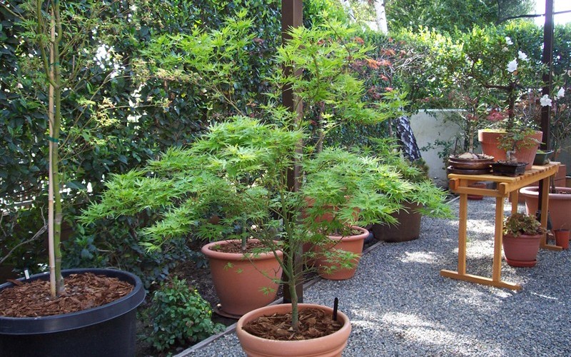 15 gallon maple tree kamagata japanese maple 3 gallon tree perennial japanese maples 11 15 15 gallon maple tree kamagata japanese maple 3 gallon tree perennial japanese maples 11 15