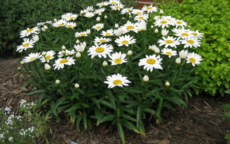 Snow Cap Shasta Daisy 10 Count Flat of Quart Pots Shrub, Perennial