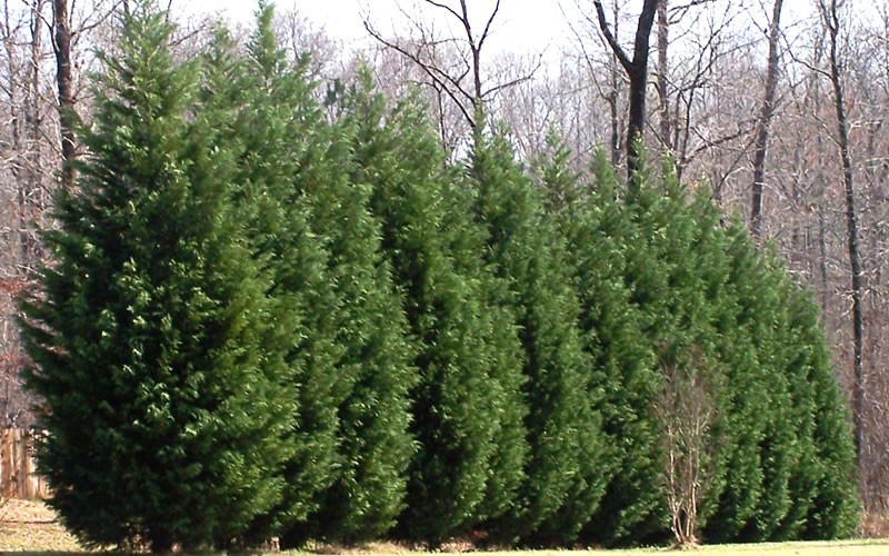 Leyland Cypress 2.5 Quart Tree, Coniferous Privacy Trees