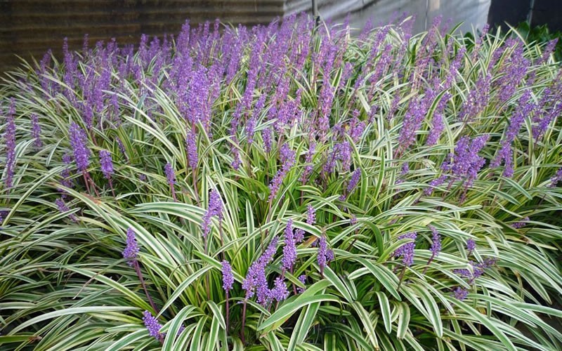 Variegated Liriope 1 Gallon Groundcover, Perennial Deer Resistant