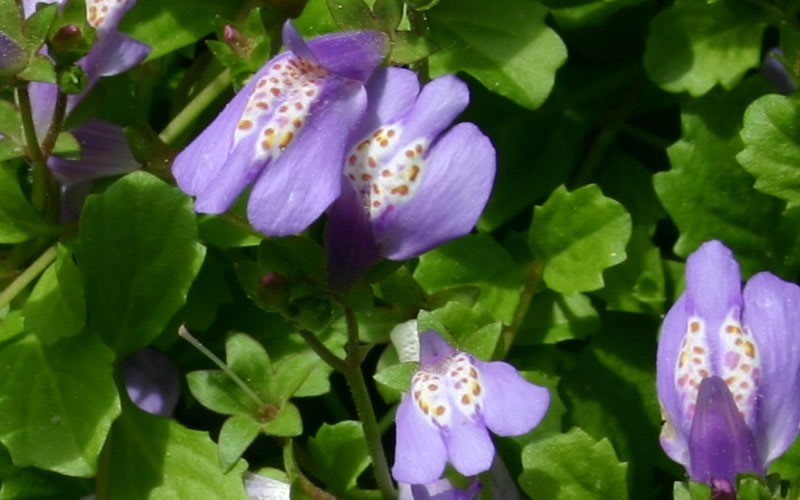 Purple Mazus 3 Count Flat of Pint Pots Groundcover, Perennial