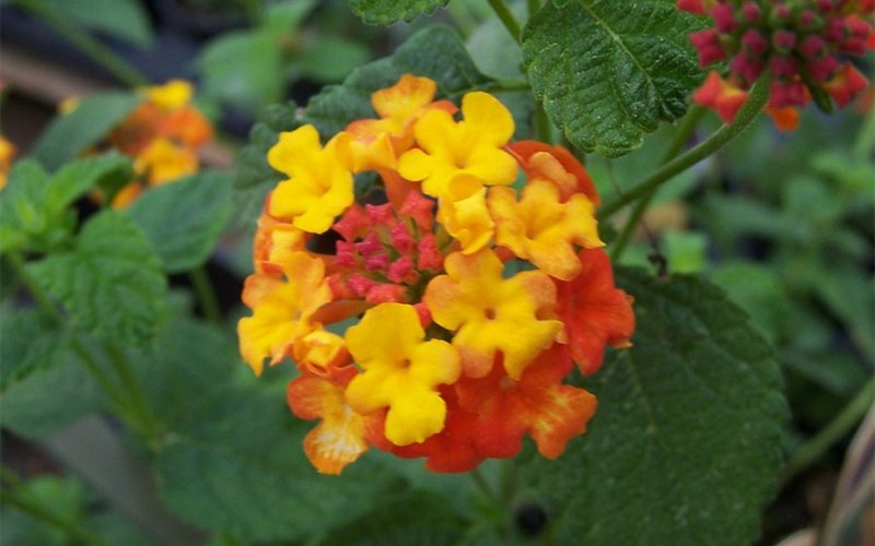 Miss Huff Hardy Lantana 1 Gallon Shrub, Perennial Perennials for