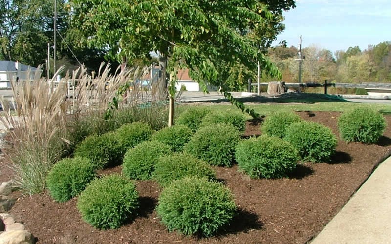 Mr. Bowling Ball Arborvitae 1 Gallon Shrub Deer Resistant Shrubs