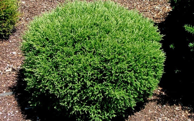 Mr. Bowling Ball Arborvitae 3 Gallon Shrub Deer Resistant Shrubs