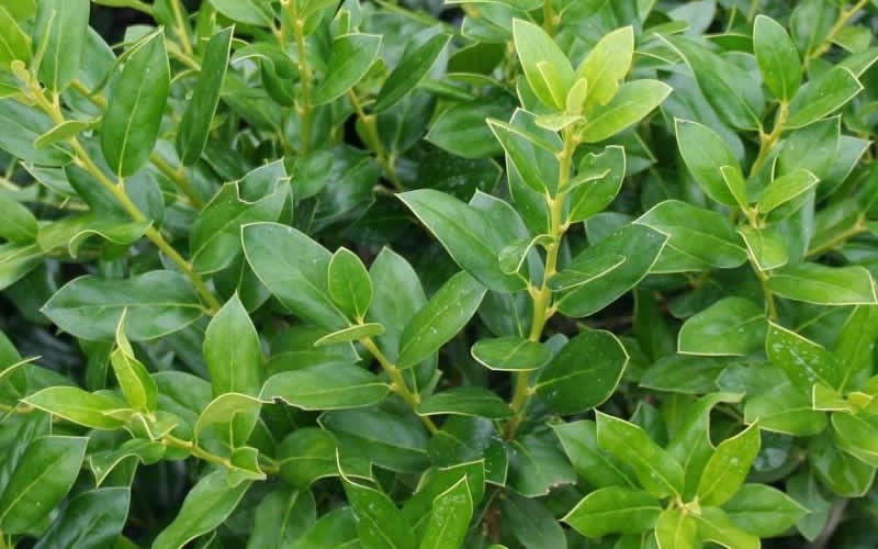 Needlepoint Holly 3 Gallon Shrub, Tree Perennial Plants