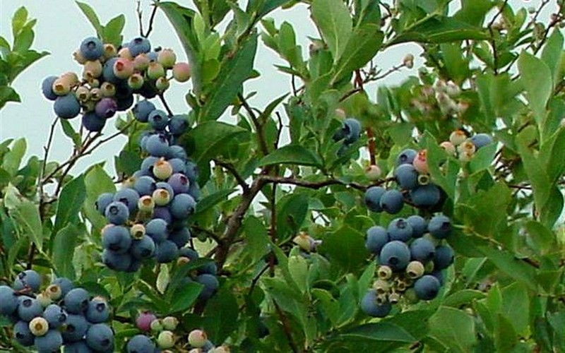 Ochlockonee Rabbiteye Blueberry 1 Gallon Shrub, Fruit Blueberry