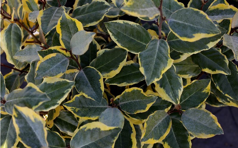 Olive Martini Silverthorn 2.5 Quart Shrub Elaeagnus Silverberry