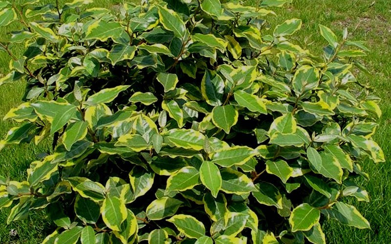 Olive Martini Silverthorn 2 Gallon Shrub Elaeagnus Silverberry