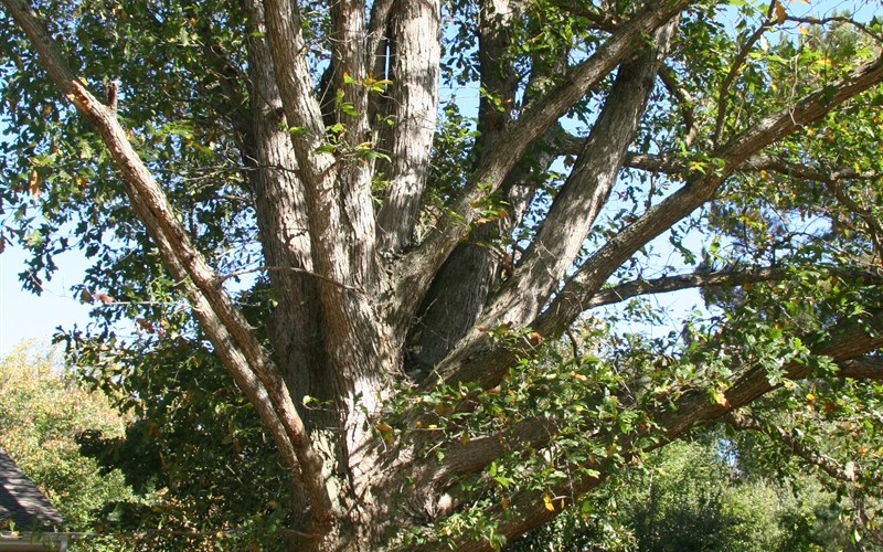 Overcup 3 Gallon Tree Trees