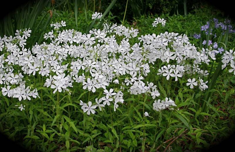 May Breeze Woodland Phlox - 10 Count Flat of 1 Quart Pots - Perennial Plants | ToGoGarden