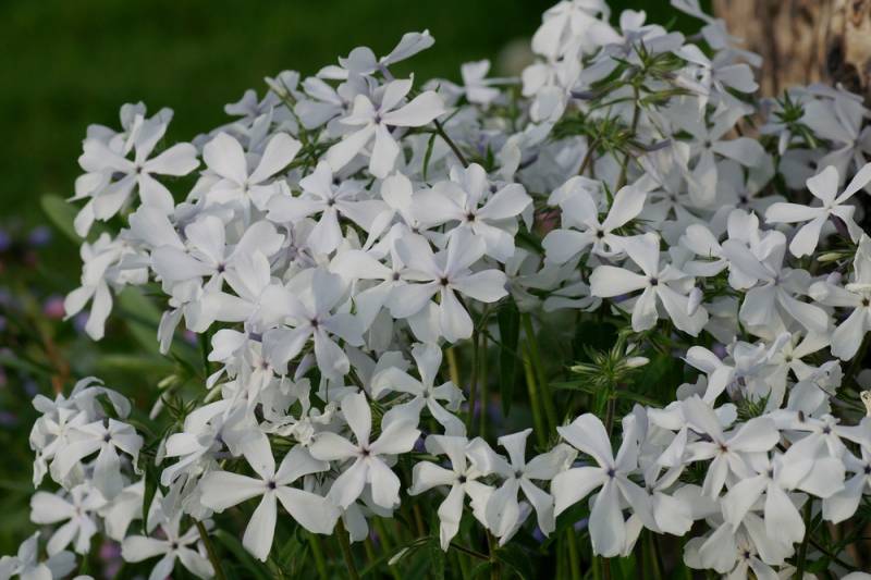 May Breeze Woodland Phlox Photo 2