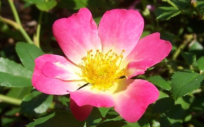 best way to water drift roses best way to water drift roses