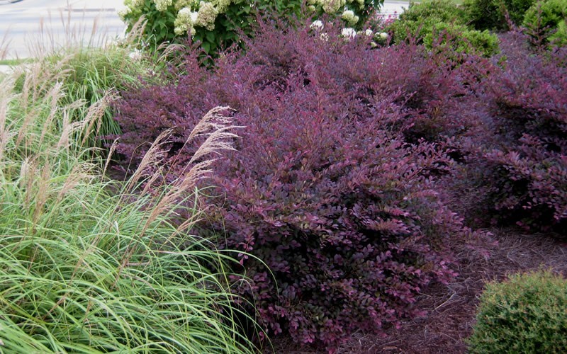 Using Purple To Shade Red Miniature Painting Using Purple To Shade Red Miniature Painting