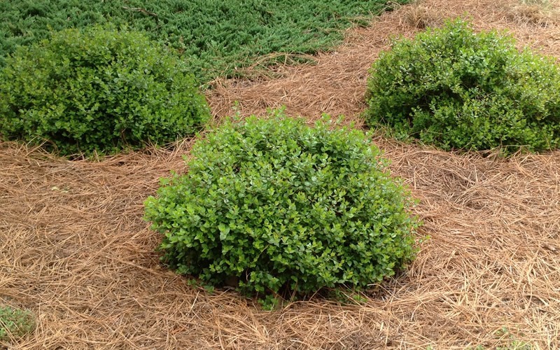 Dwarf Low Maintenance Shrubs