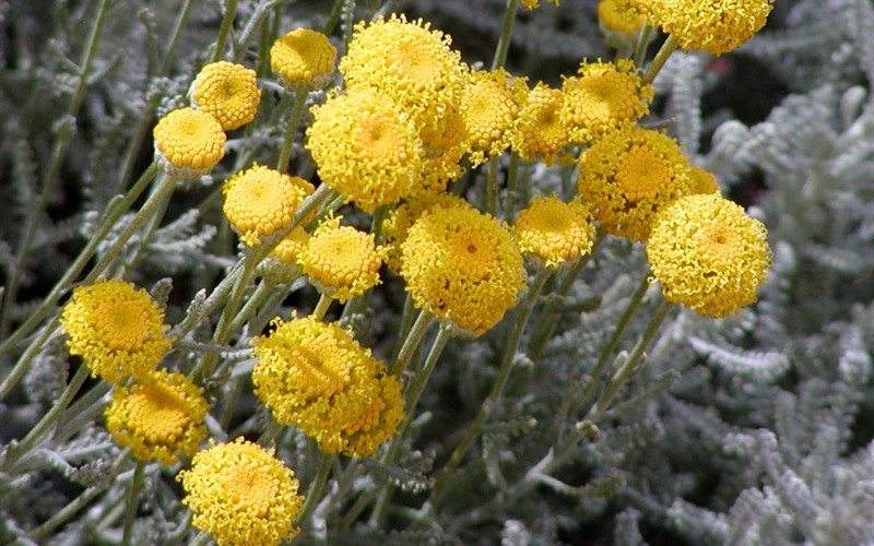 Nana Dwarf Lavender Cotton 1 Pint Groundcover, Perennial Perennial Plants