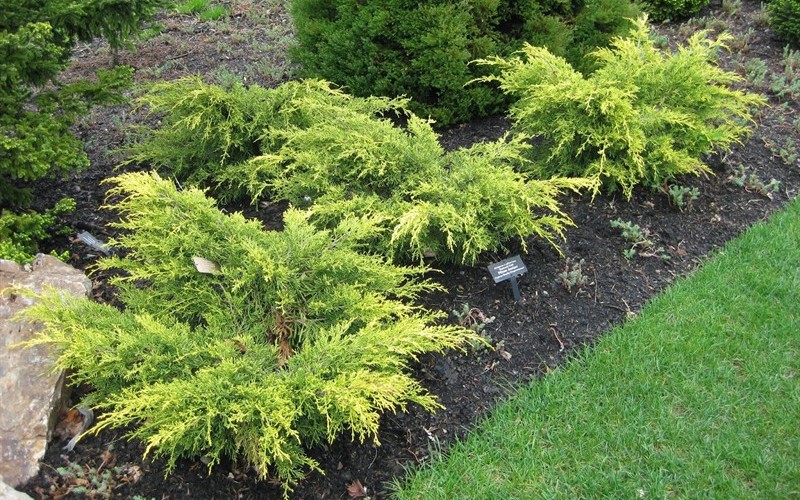 Saybrook Gold Juniper Juniperus Pfitzeriana 'Saybrook Gold' 1