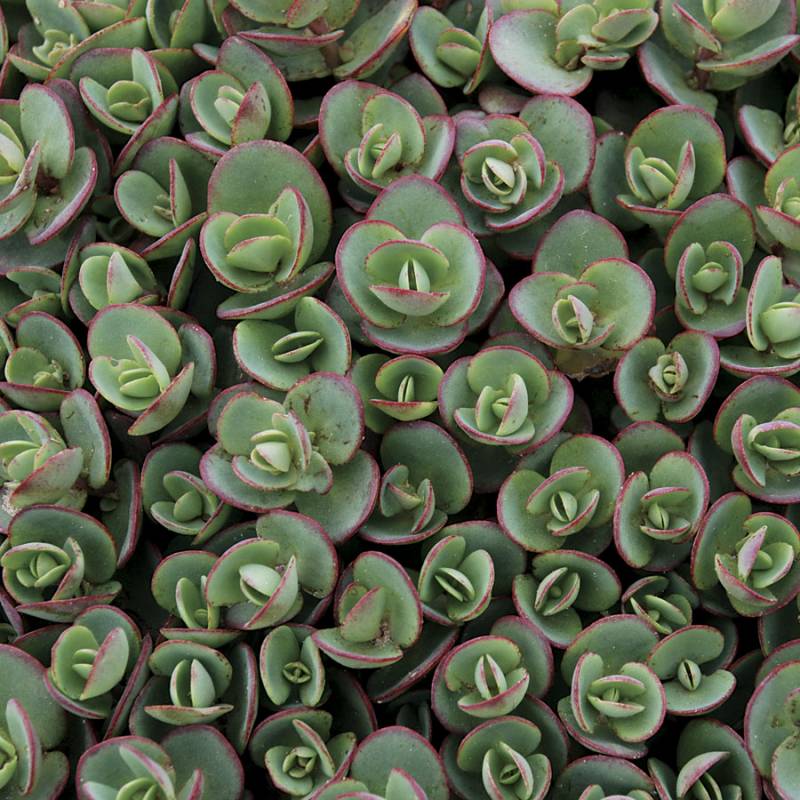 Sunsparkler Lime Zinger Stonecrop 3 Count Flat of Pint Pots