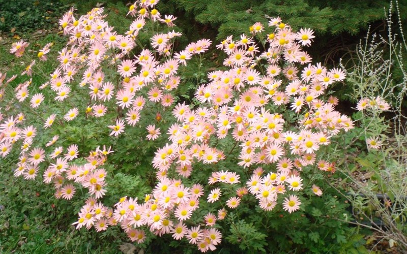 Sheffield Hardy Garden Mum 3 Count Flat of Pint Pots Perennial Dendranthema Hardy Mum