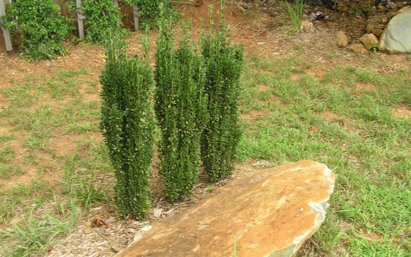 Sky Pencil Holly 1 Gallon Shrub Deer Resistant Shrubs Sky Pencil Holly Photo 4