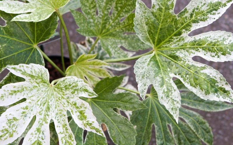 Spider's Web Japanese Aralia - 1 Gallon - Perennial Plants | ToGoGarden