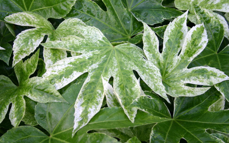 Spider's Web Japanese Aralia Photo 2