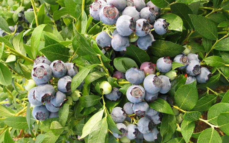 Star Southern Highbush Blueberry 1 Gallon Shrub, Fruit Blueberry