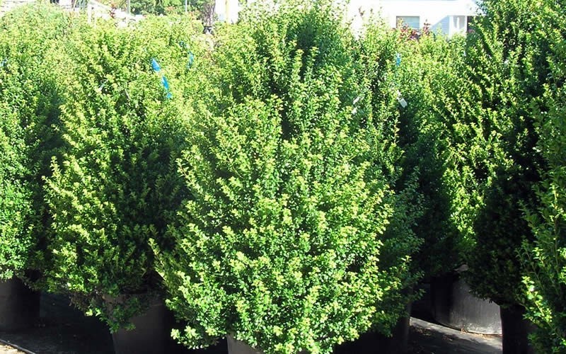 Steeds Holly 1 Gallon Shrub Deer Resistant Shrubs