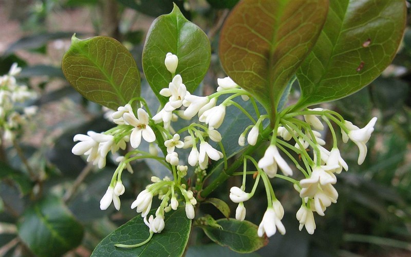 Sweet Tea Olive 3 Gallon Shrub, Tree Perennial Plants