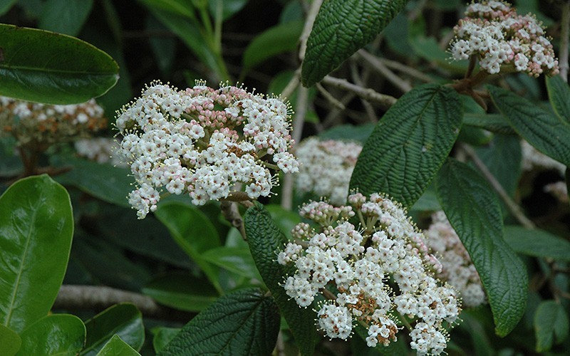 Sweet Viburnum 3 Gallon Shrub Butterfly Attracting Shrubs