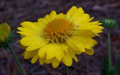 Buy Gaillardia - Blanket Flowers Online