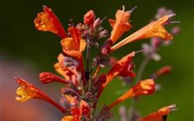 Buy Fragrant & Scented Perennials Online