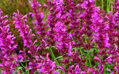 Buy Agastache - Hummingbird Mint Online