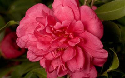 Shop Alabama Beauty Camellia - 1 Gallon Shop Alabama Beauty Camellia - 1 Gallon