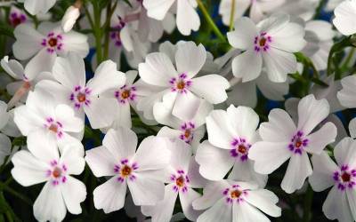 Buy Phlox - Creeping Phlox Online