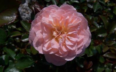 Buy Dwarf Drift Roses Online