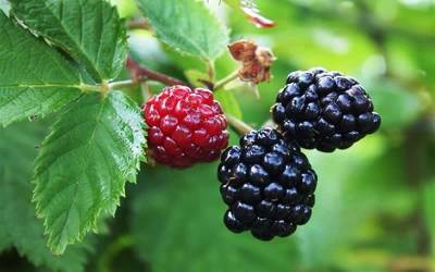 Buy Blackberry Bushes Online