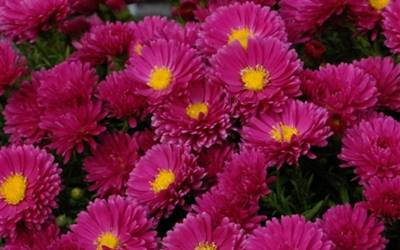 Buy Asters Online