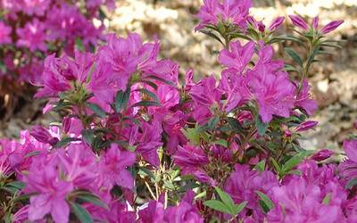 Buy Encore Azalea Collection Online