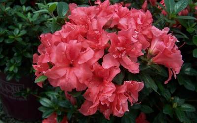 Buy Encore Azaleas Online