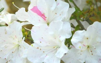 Buy Azalea Shrubs Online