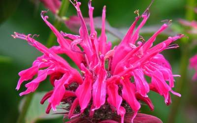 Buy Monarda - Bee Balm Online